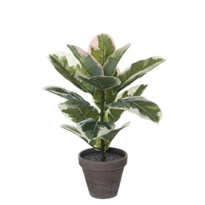 Rubber plant gummifigen 47 cm høj