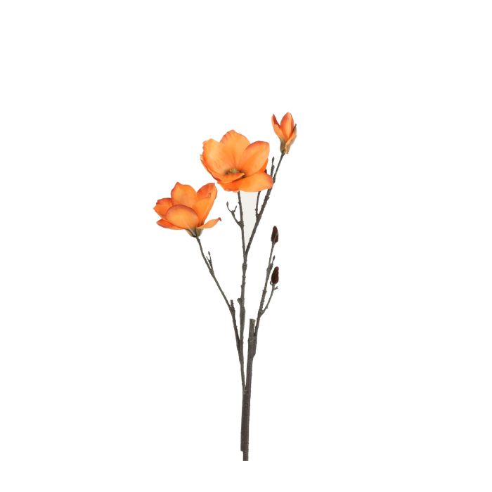 Magnolia orange