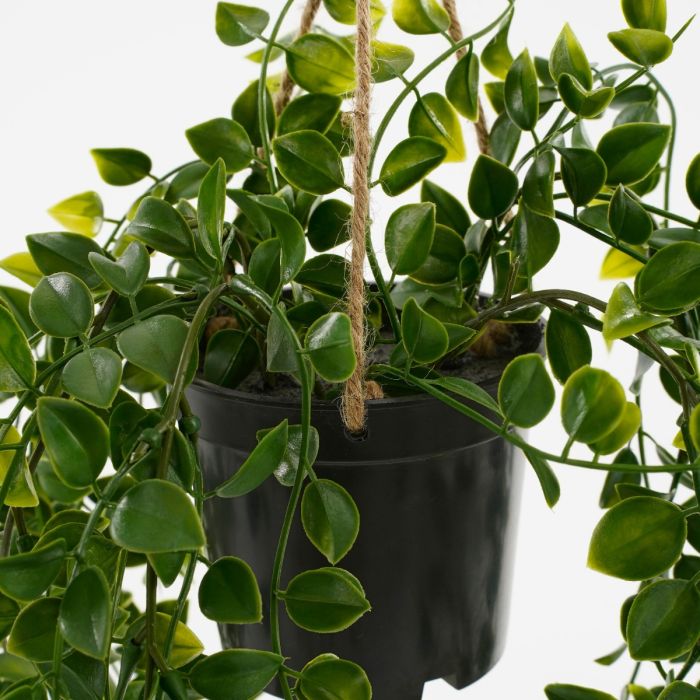 Hængeplante ficus