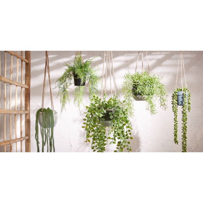 Hängande växt ficus