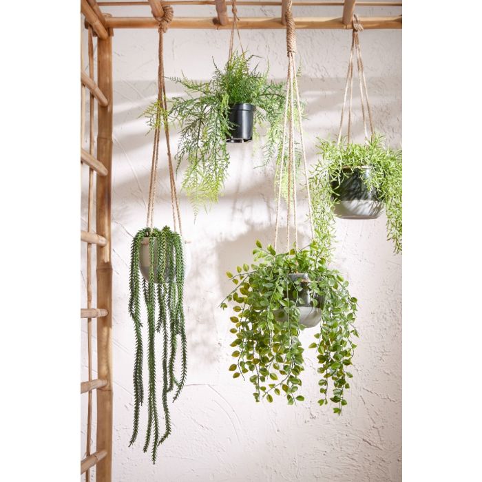 Hængeplante ficus
