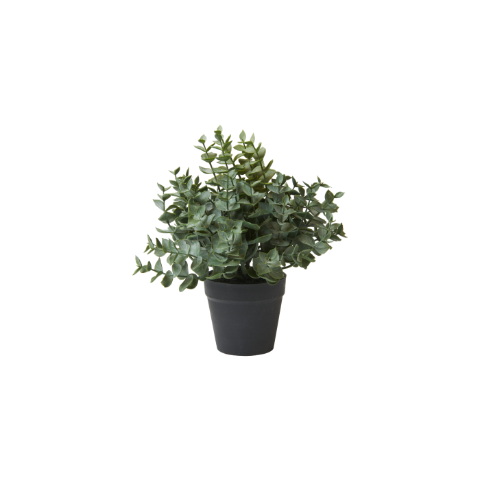 Eucalyptus i potte 23 cm høj