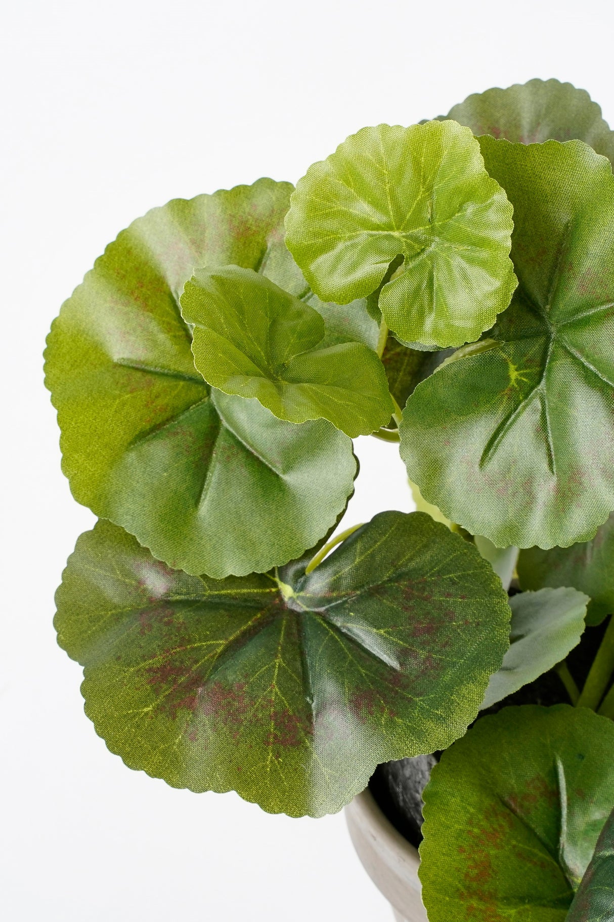 Blade i mørkegrønne nuancer på en kunstig pelargonie