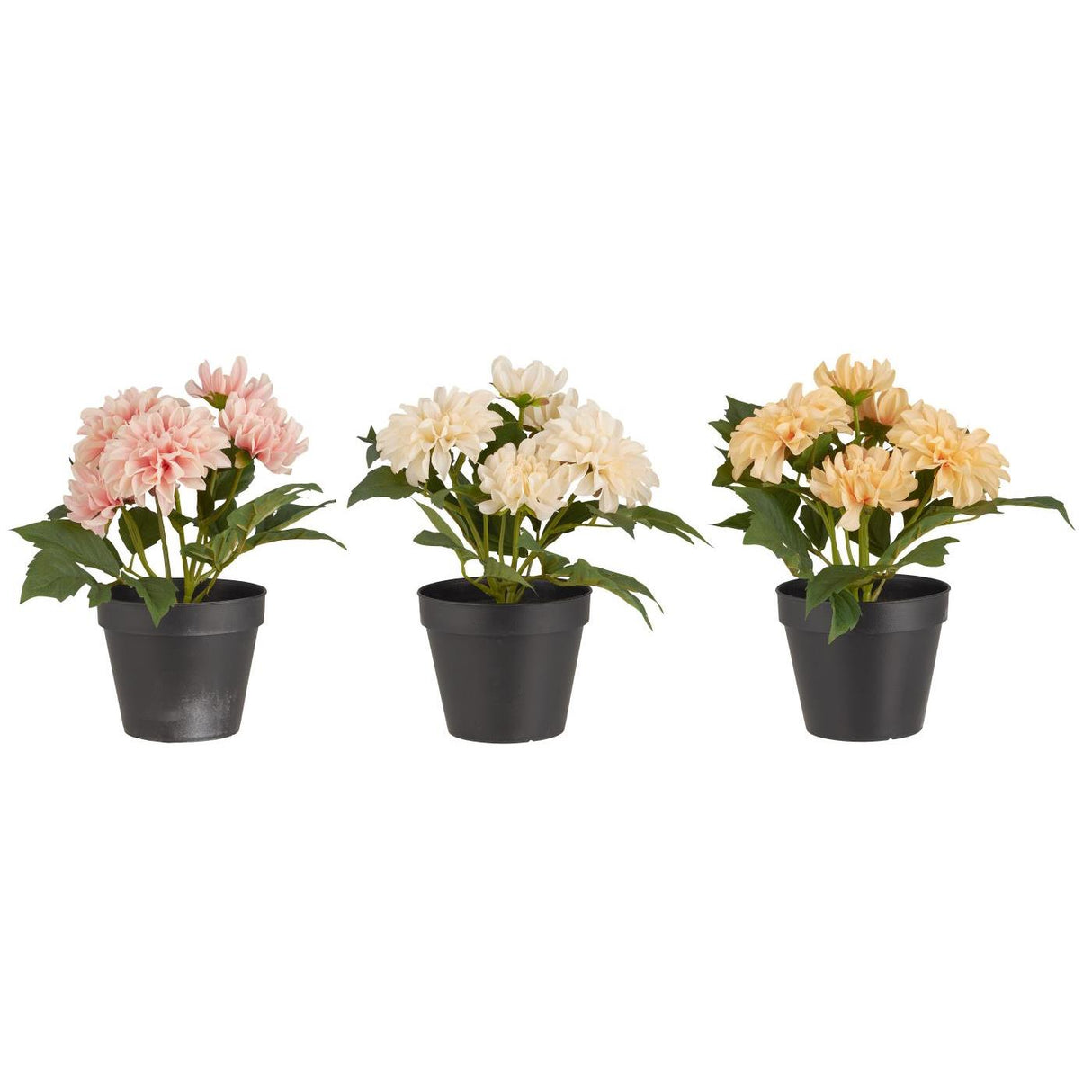 Dahlia med 5 blomster i potte i tre forskellige farver fra Ib Laursen