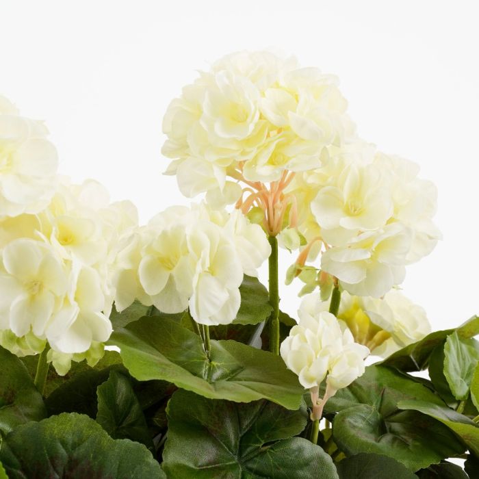 Pelargonier i altankasse hvide