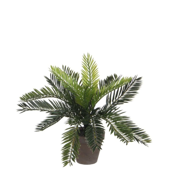 Cycas Japansk koglepalme 33 cm høj