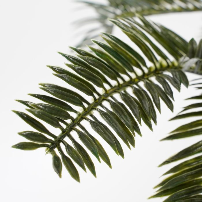 Cycas Japansk koglepalme 33 cm høj