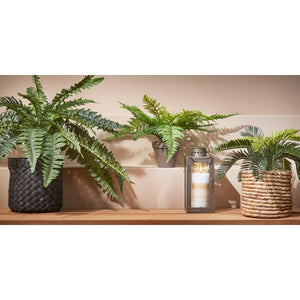 Cycas Japansk koglepalme 33 cm høj
