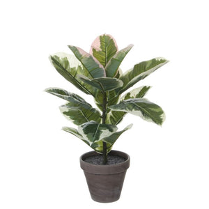 Rubber plant gummifigen 47 cm høj
