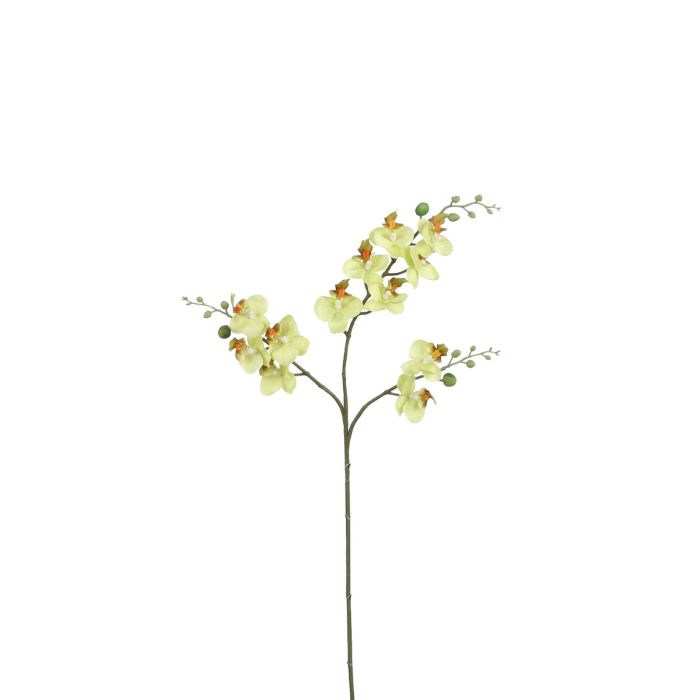 Phalaenopsis orkidé gulgrøn 75 cm høj