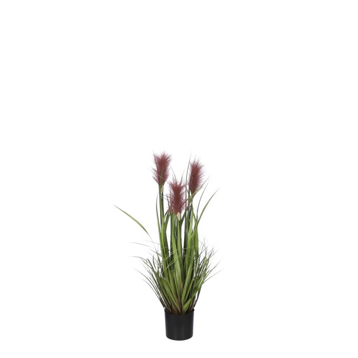 Plume græs i potte brun 80 cm høj