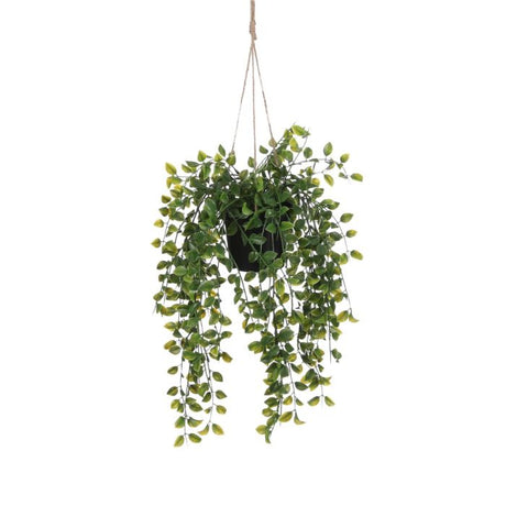 Hængeplante ficus