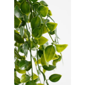 Hængeplante ficus