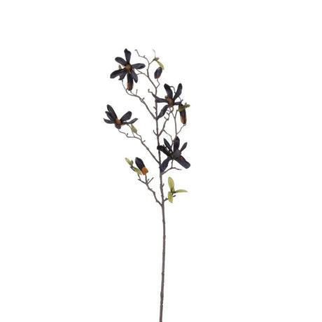 Magnolia sort 