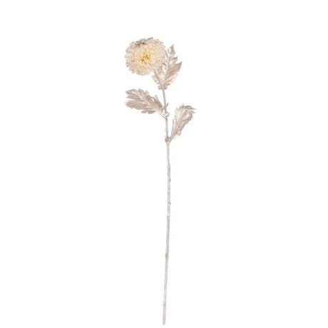 Krysantemum hvid
