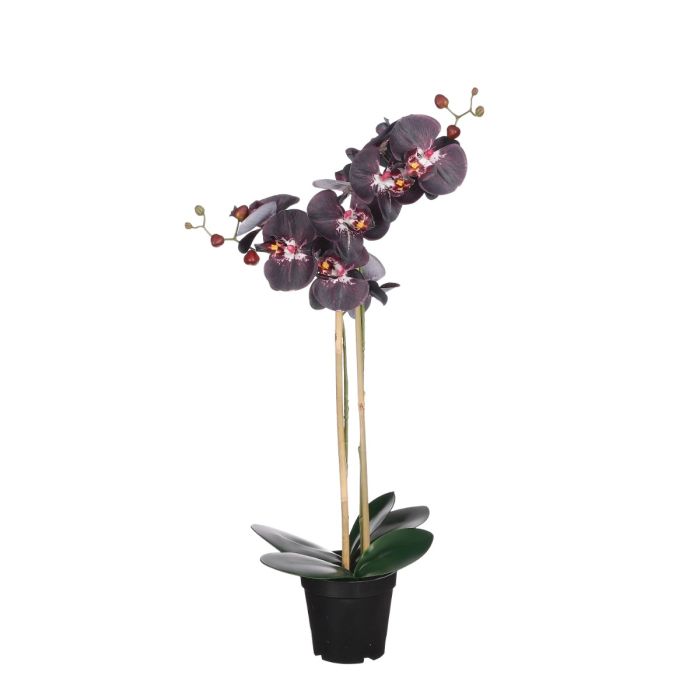 Phalaenopsis orkidé 70 cm høj sort 