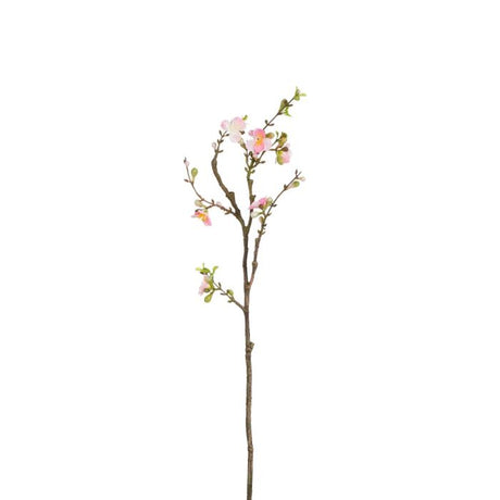 Kirsebærgren 61 cm lang