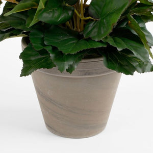 Begonia hvid 37 cm høj