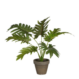 Philodendron plante 30 cm høj,