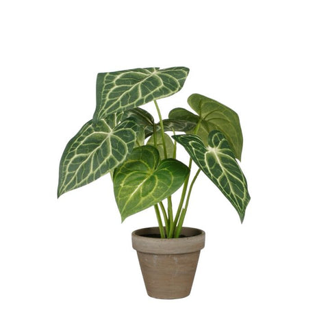 Caladium plante 28 cm høj