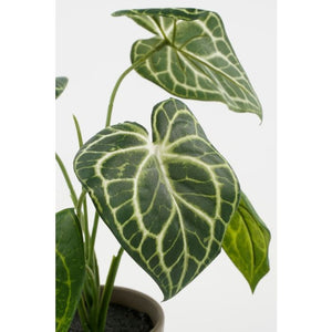 Caladium plante 28 cm høj