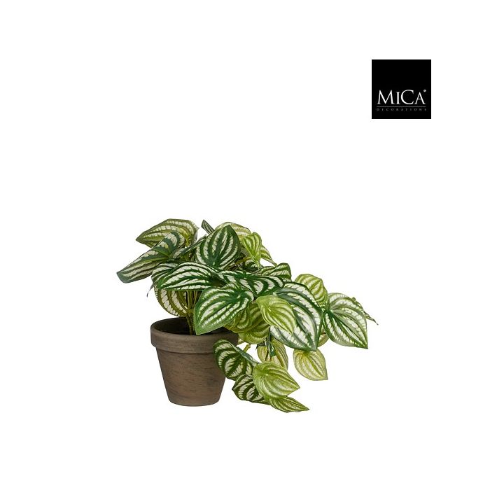 Peperomia musehaleaks 20 cm høj