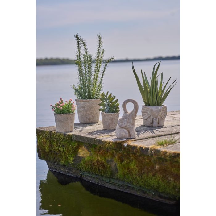 Rosmarin i potte