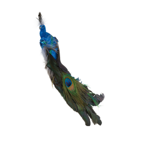 Påfugl blå