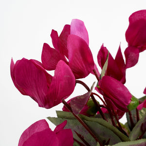 Blomsterne på en kunstig alpeviol i flot mørkerosa nuance