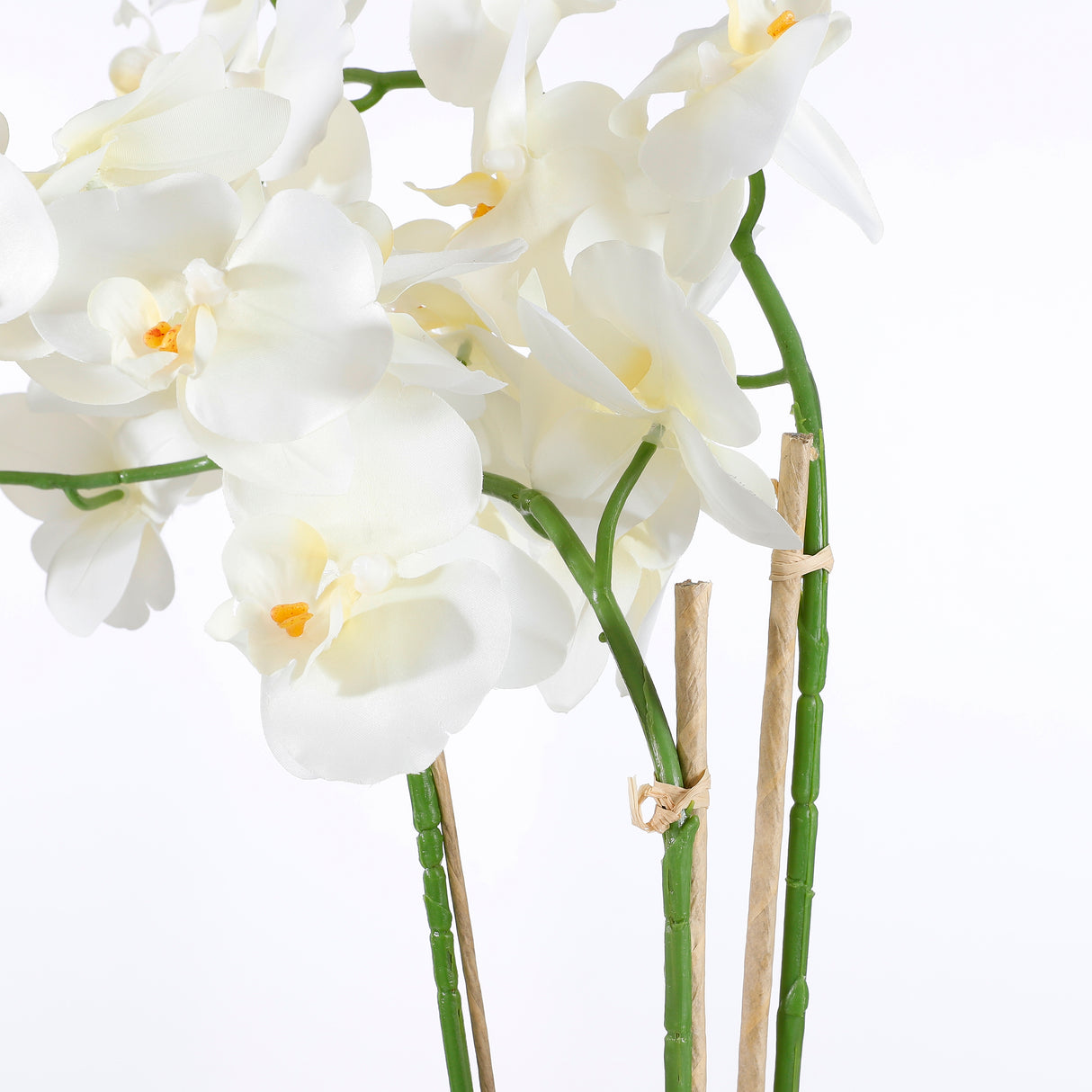 Phalaenopsis orkidéens hvide blomster set tæt på