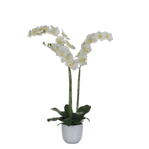 Phalaenopsis orkidé hvid 100 cm høj i skjuler fra Mica