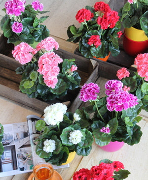Flere forskellige farver af pelargonier set oppe fra