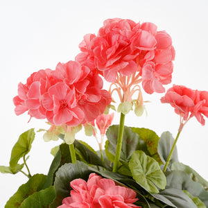 Kunstige pelargonie blomster i laksefarvet nuance set tæt på