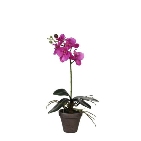 Phalaenopsis orkidé lilla 48 cm høj