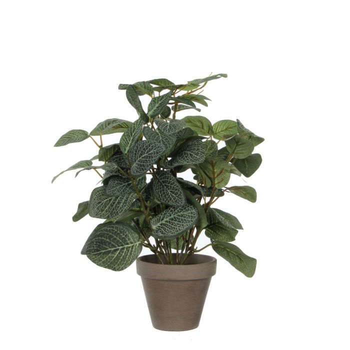 Pilea plante 35 cm høj