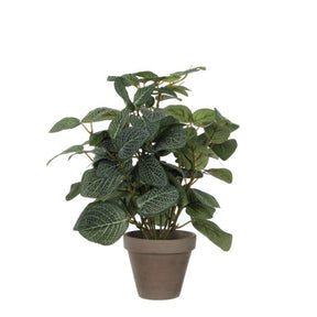 Pilea plante 35 cm høj